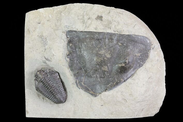 Calymene Niagarensis Trilobite & Trimerus Head - New York #68400